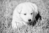 long coat white male, a male White Shepherd for sale in Abilene, TX – 3 of 3
