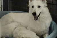 long coat white, a female German Shepherd Dog for sale in Abilene, TX – Photo 3 of 3