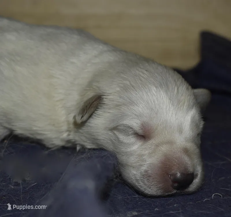 long coat white – German Shepherd Dog puppy for sale in Abilene, TX