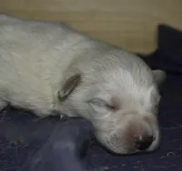 long coat white, a female German Shepherd Dog for sale in Abilene, TX – Photo 1 of 3