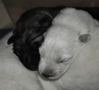 long coat white, a female German Shepherd Dog for sale in Abilene, TX – Photo 2 of 3
