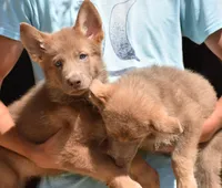 OFA'd, DM clear parents, a male White Shepherd for sale in Abilene, TX – 2 of 2
