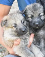 blue carriers, a male German Shepherd Dog for sale in Abilene, TX – Photo 1 of 2