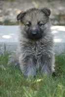 blue carriers, a male German Shepherd Dog for sale in Abilene, TX – Photo 2 of 2