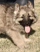 silver sable long coat, a male German Shepherd Dog for sale in Abilene, TX – Photo 5 of 6