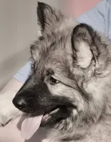 silver sable long coat, a male German Shepherd Dog for sale in Abilene, TX – Photo 4 of 6