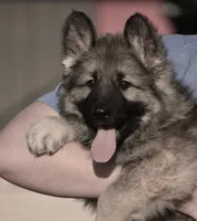 silver sable long coat, a male German Shepherd Dog for sale in Abilene, TX – Photo 2 of 6