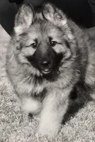 silver sable long coat, a male German Shepherd Dog for sale in Abilene, TX – Photo 3 of 6