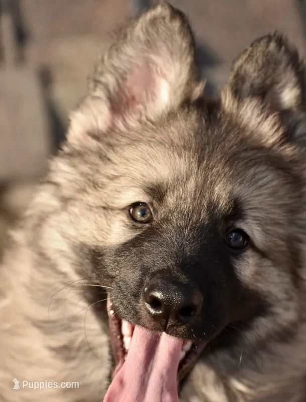 silver sable long coat, a male German Shepherd Dog for sale in Abilene, TX – Photo 1 of 6