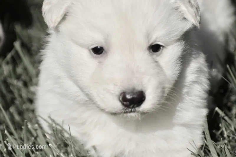 long coat white female – German Shepherd Dog puppy for sale in Abilene, TX