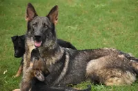 Jet black carries blue, a female German Shepherd Dog for sale in Abilene, TX – 2 of 3