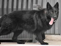 Jet black carries blue, a female German Shepherd Dog for sale in Abilene, TX – 3 of 3