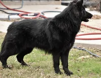 Blue sable DM clear, OFA'd parents, a female German Shepherd Dog for sale in Abilene, TX – 5 of 6