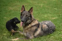 Blue sable DM clear, OFA'd parents, a female German Shepherd Dog for sale in Abilene, TX – 6 of 6