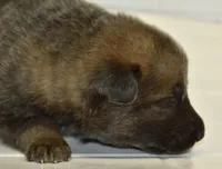 Blue sable DM clear, OFA'd parents, a female German Shepherd Dog for sale in Abilene, TX – 3 of 6