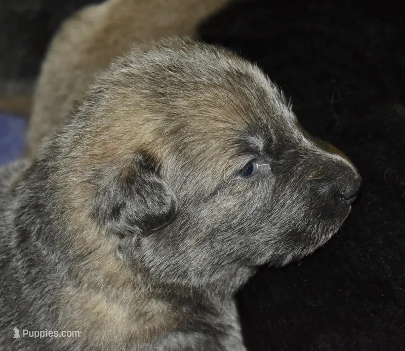 Blue sable DM clear, OFA'd parents – German Shepherd Dog puppy for sale in Abilene, TX