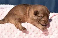 long coat liver sable, a female German Shepherd Dog for sale in Abilene, TX – Photo 2 of 2