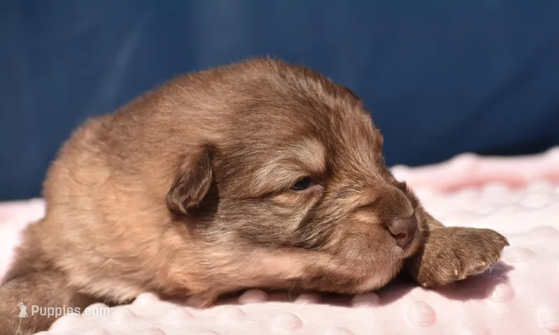 long coat liver sable, a female German Shepherd Dog for sale in Abilene, TX – Photo 1 of 2