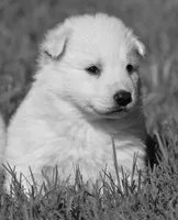long coat white, a female White Shepherd for sale in Abilene, TX – 2 of 3