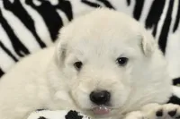 long coat white, a male German Shepherd Dog for sale in Abilene, TX – 3 of 4