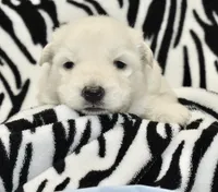 long coat white, a male German Shepherd Dog for sale in Abilene, TX – 4 of 4
