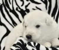 long coat white, a male German Shepherd Dog for sale in Abilene, TX – 2 of 4