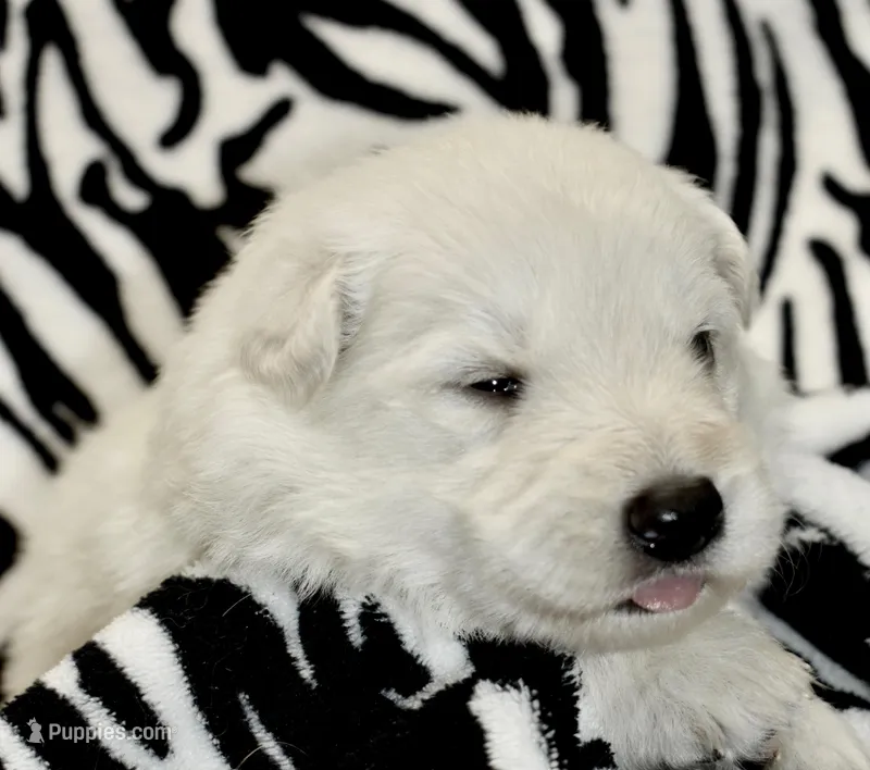 long coat white – German Shepherd Dog puppy for sale in Abilene, TX