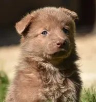 Isabela & tan male, a male German Shepherd Dog for sale in Abilene, TX – 1 of 2