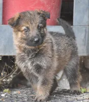 carries blue, a female German Shepherd Dog for sale in Abilene, TX – Photo 2 of 2