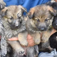 carries blue, a female German Shepherd Dog for sale in Abilene, TX – Photo 1 of 2