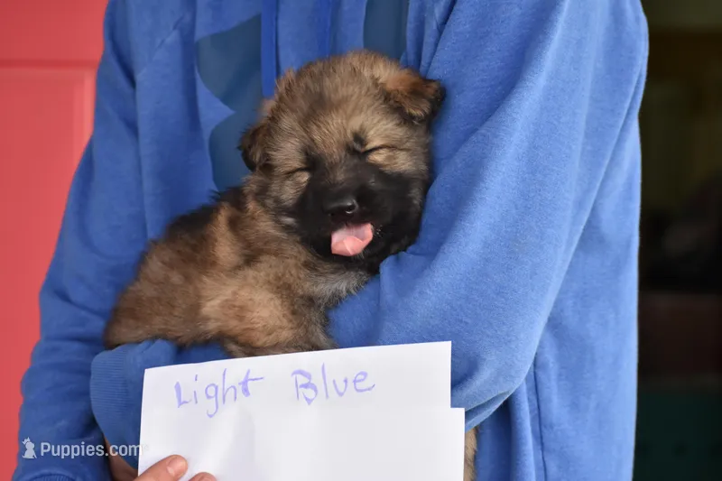 OFA'd parents, DM clear