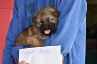 OFA'd parents, DM clear, a male German Shepherd Dog for sale in Abilene, TX – Photo 1 of 2