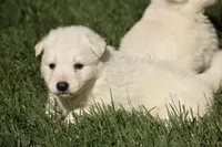 long coat white, a male German Shepherd Dog for sale in Abilene, TX – 3 of 4