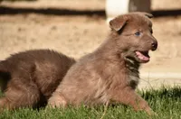 Isabela & tan male, a male German Shepherd Dog for sale in Abilene, TX – 2 of 2