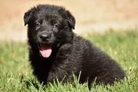 black carries blue, a male German Shepherd Dog for sale in Abilene, TX – 2 of 2