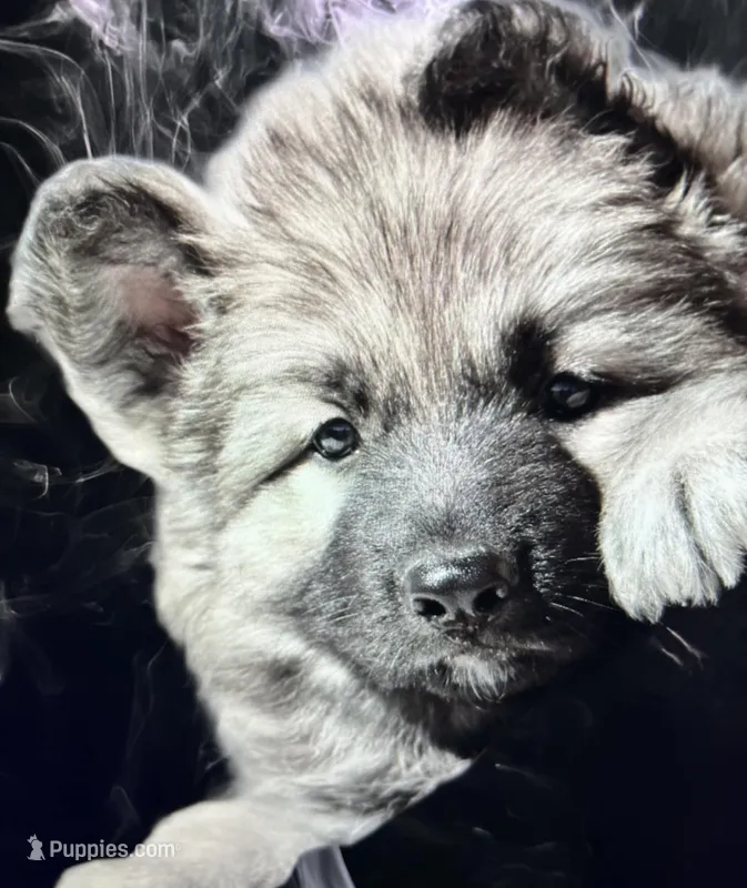 hard to find Silver sable long coat