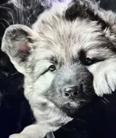 hard to find Silver sable long coat, a male German Shepherd Dog for sale in Abilene, TX – Photo 1 of 2