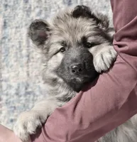 hard to find Silver sable long coat, a male German Shepherd Dog for sale in Abilene, TX – Photo 2 of 2