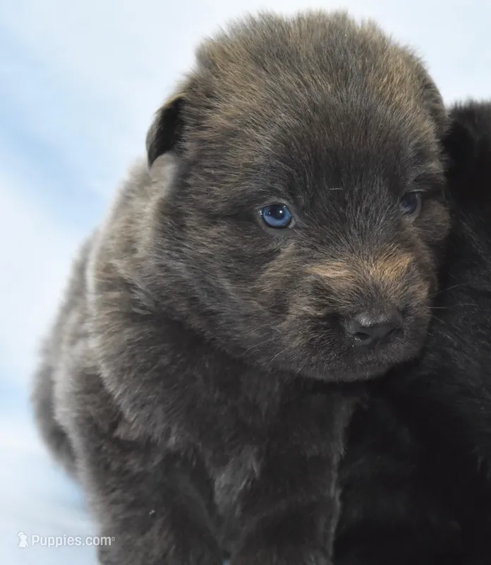 solid blue – German Shepherd Dog puppy for sale in Abilene, TX