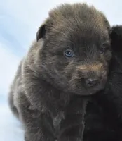 solid blue, a male German Shepherd Dog for sale in Abilene, TX – 1 of 3