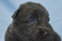 solid blue, a male German Shepherd Dog for sale in Abilene, TX – 2 of 3