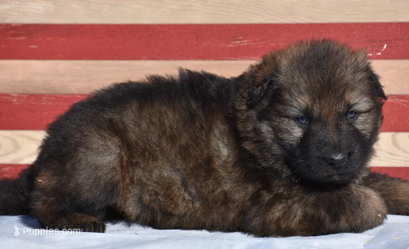 sold but we have others, a male German Shepherd Dog for sale in Abilene, TX – Photo 1 of 6