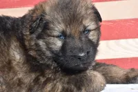 sold but we have others, a male German Shepherd Dog for sale in Abilene, TX – Photo 2 of 6