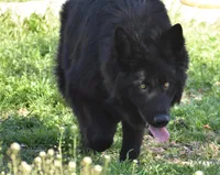 sold but we have others, a male German Shepherd Dog for sale in Abilene, TX – Photo 5 of 6