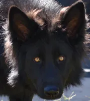 sold but we have others, a male German Shepherd Dog for sale in Abilene, TX – Photo 4 of 6