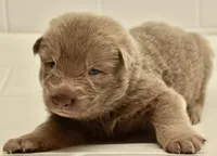 isabella OFA'd DM clear, a male German Shepherd Dog for sale in Abilene, TX – 3 of 7