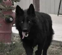 isabella OFA'd DM clear, a male German Shepherd Dog for sale in Abilene, TX – 7 of 7
