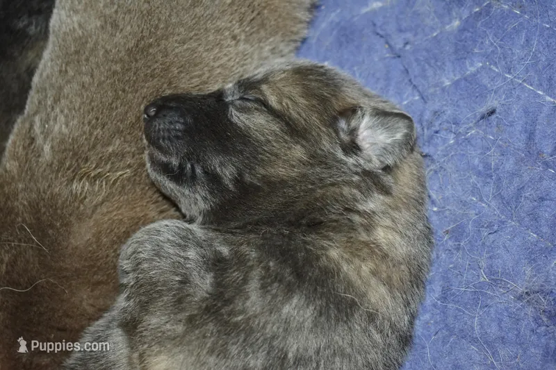 Blue sable female – German Shepherd Dog puppy for sale in Abilene, TX