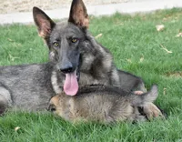 Blue sable female, a female German Shepherd Dog for sale in Abilene, TX – Photo 2 of 3