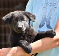 solid black male, a male White Shepherd for sale in Abilene, TX – 2 of 2